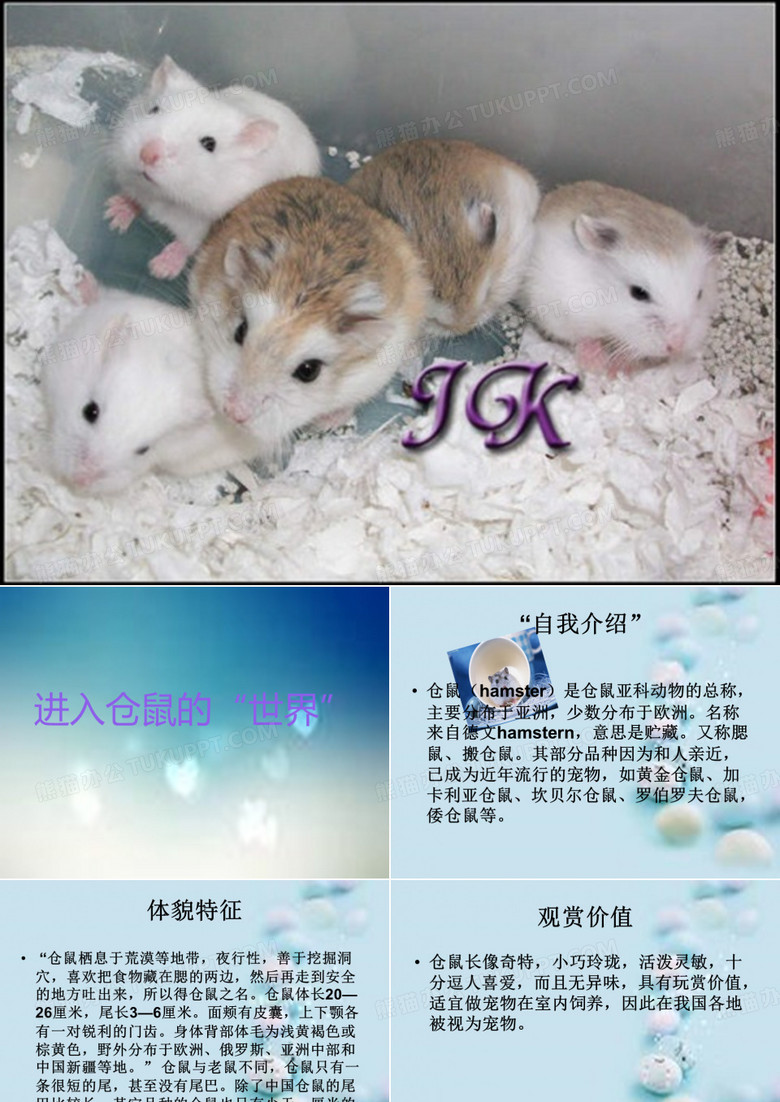 仓鼠ppt课件