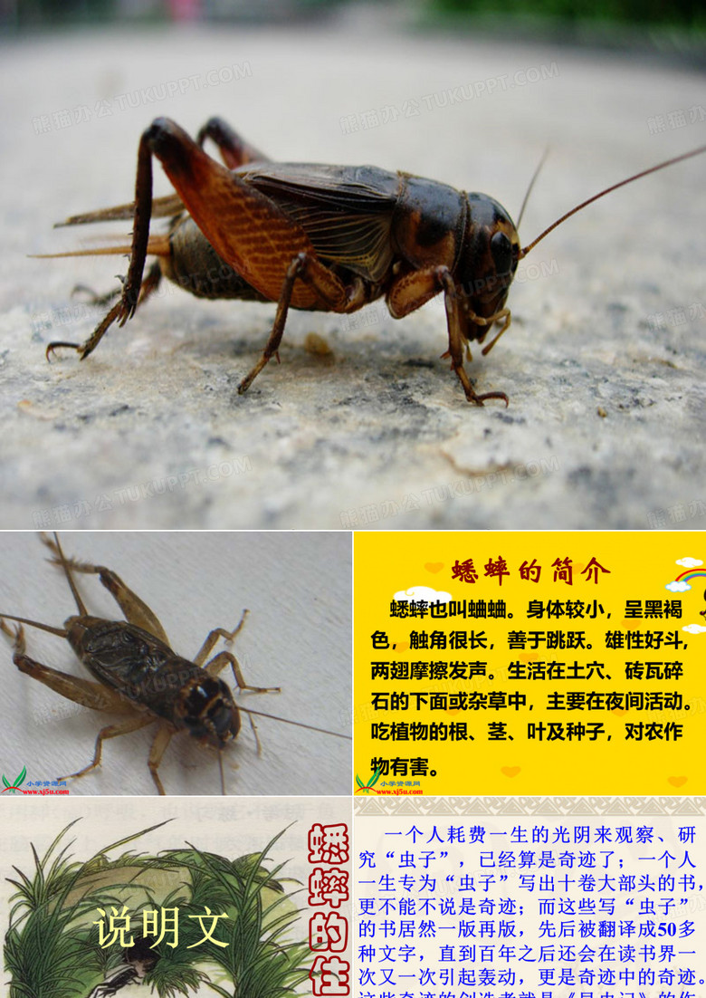 《蟋蟀的住宅》课件