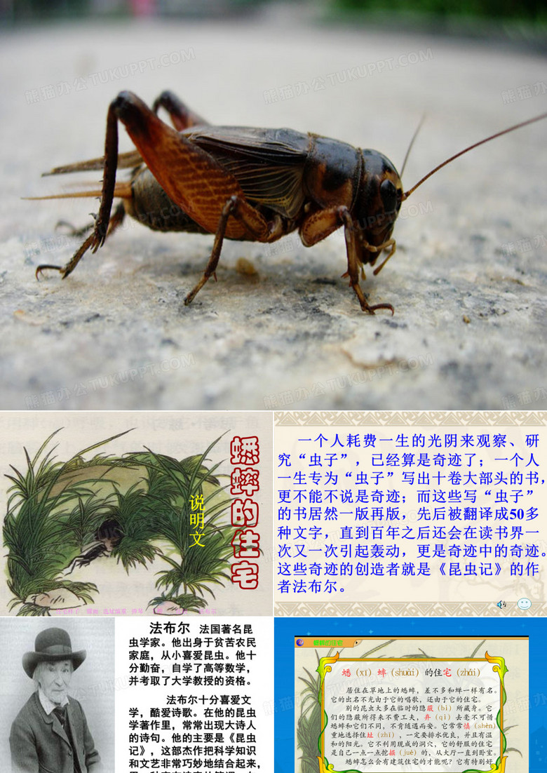 《蟋蟀的住宅》课件