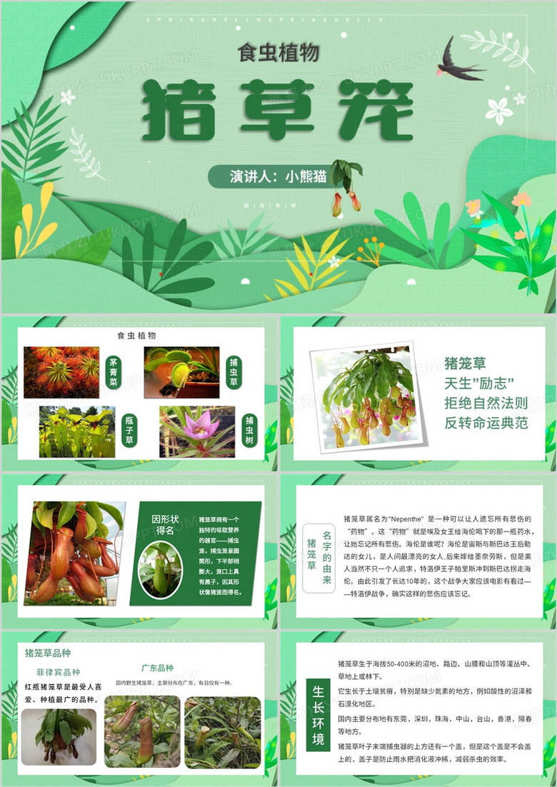 绿色小清新猪笼草植物科普知识PPT模板