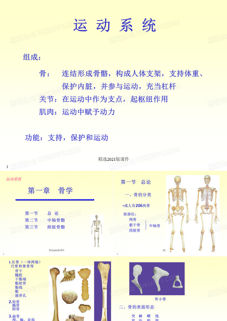 人体骨骼解剖学