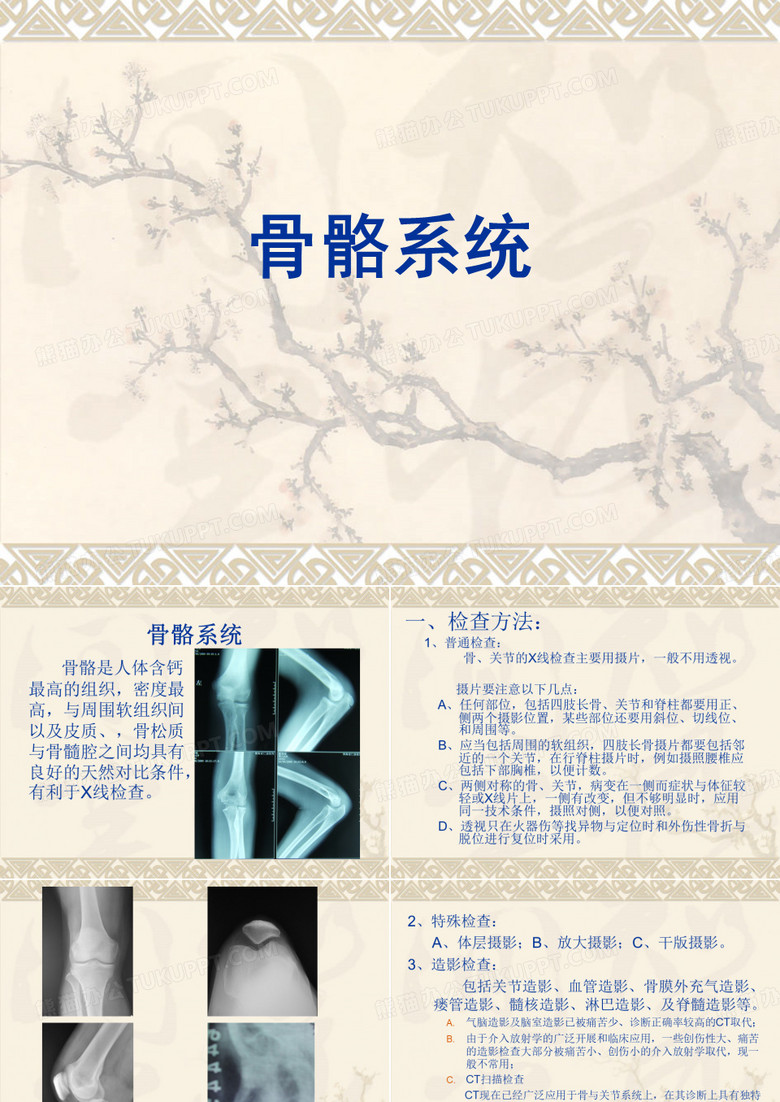 人体骨骼课件