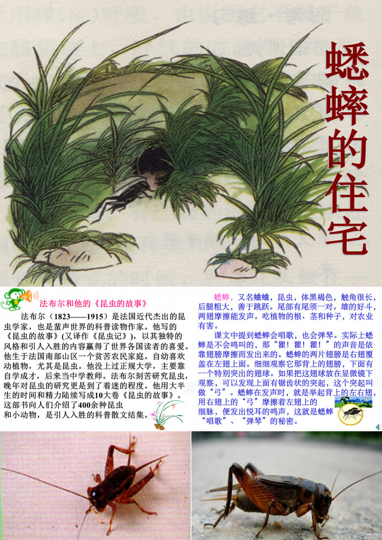 《蟋蟀的住宅》ppt课件