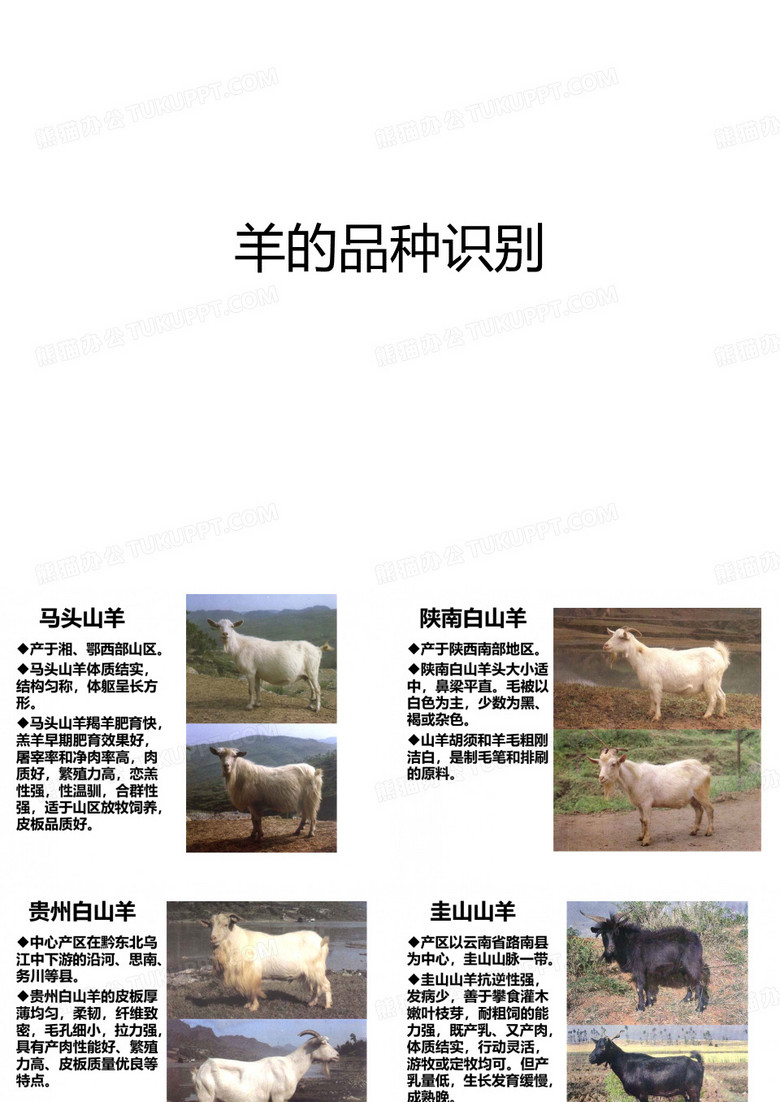 羊的品种识别