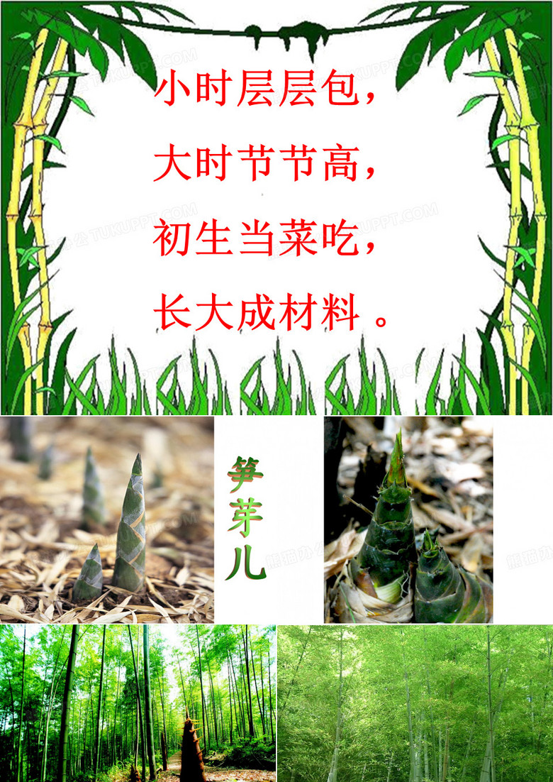 23.笋芽儿