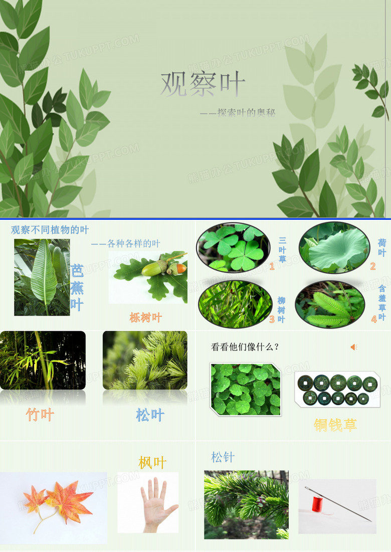 观察叶
