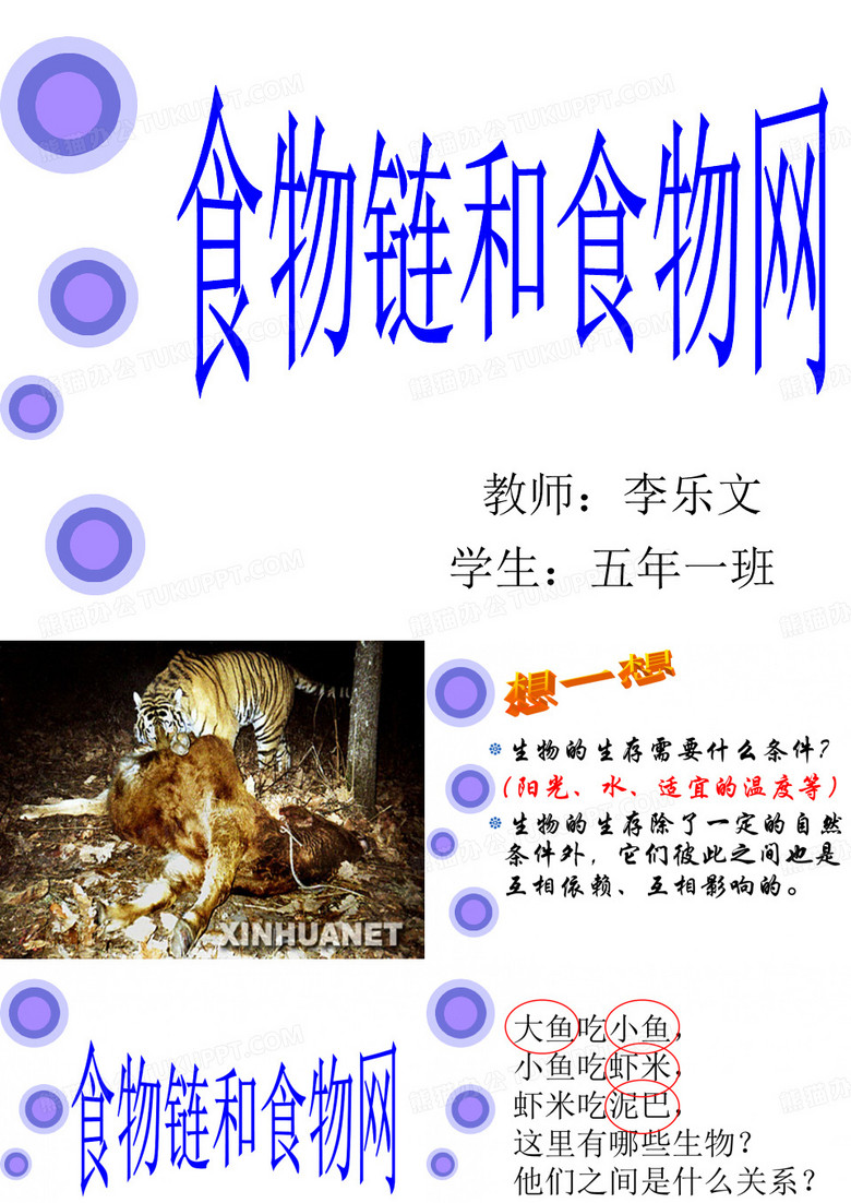 食物链和食物网