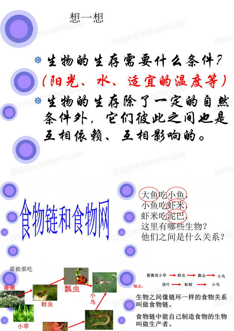 食物链和食物网(1)