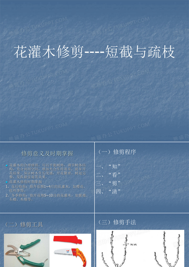 红叶李修剪