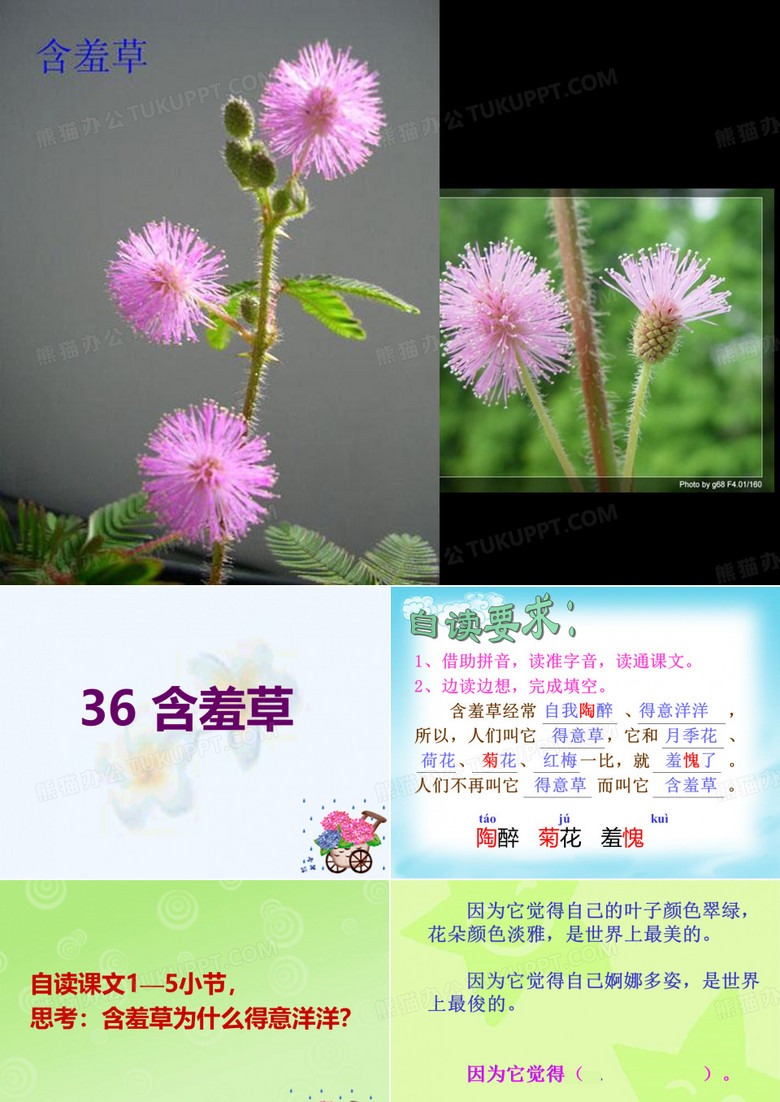 3含羞草
