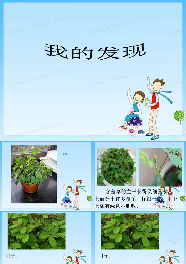 作文课件含羞草