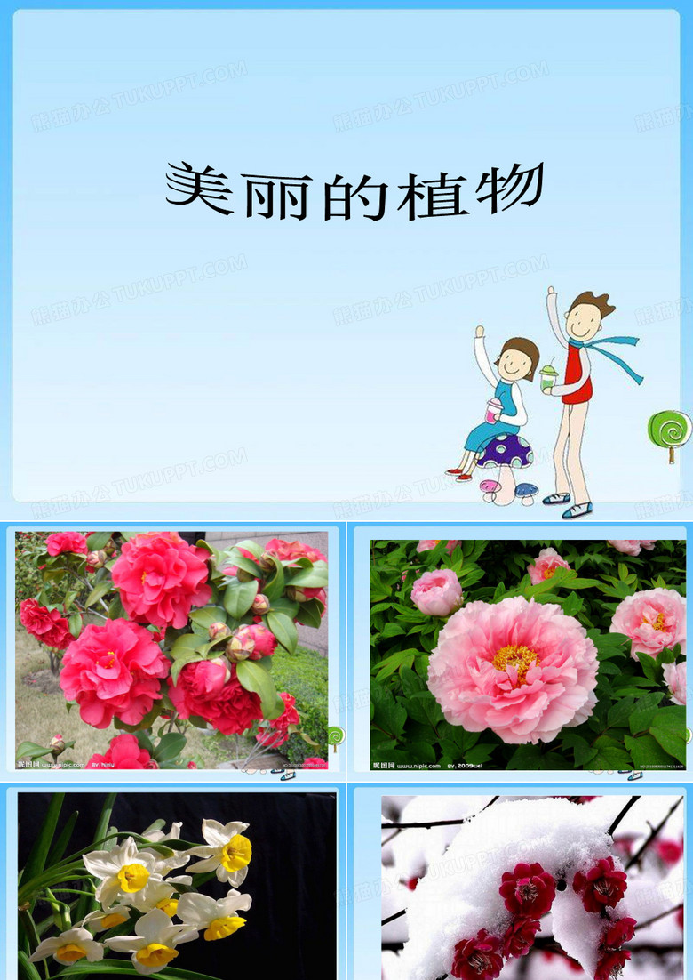 作文课件含羞草