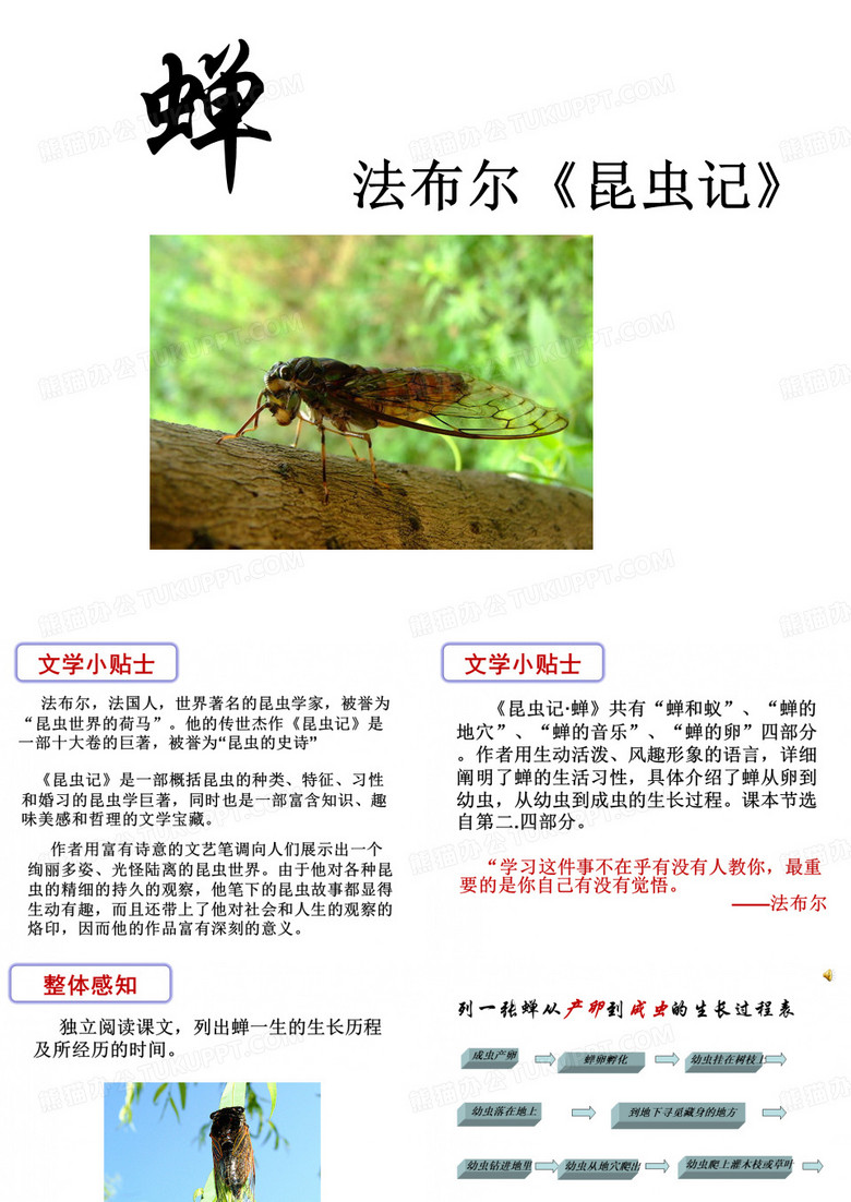 蝉 (法布尔)