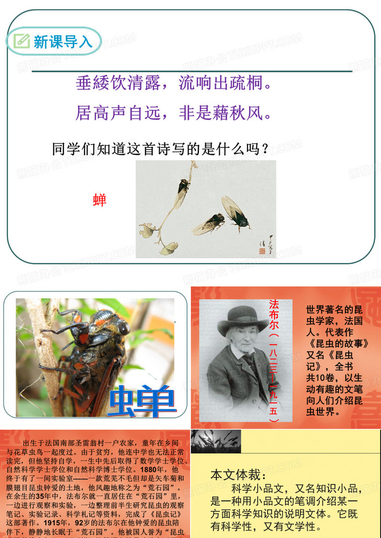 蝉(法布尔)PPT