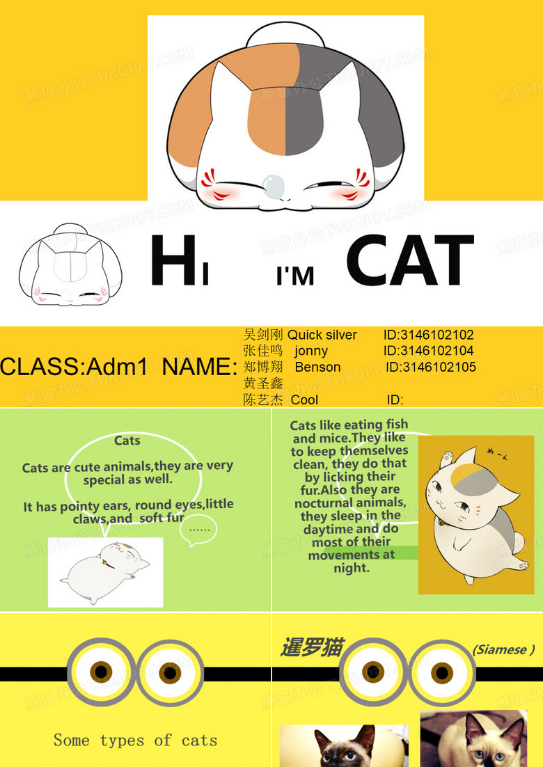 介绍动物猫英文PPT作业