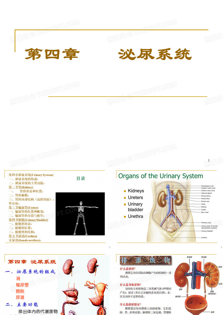 双语-泌尿系统