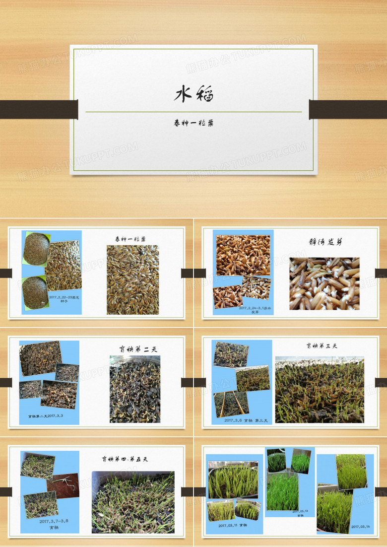 二十四节气,水稻种植