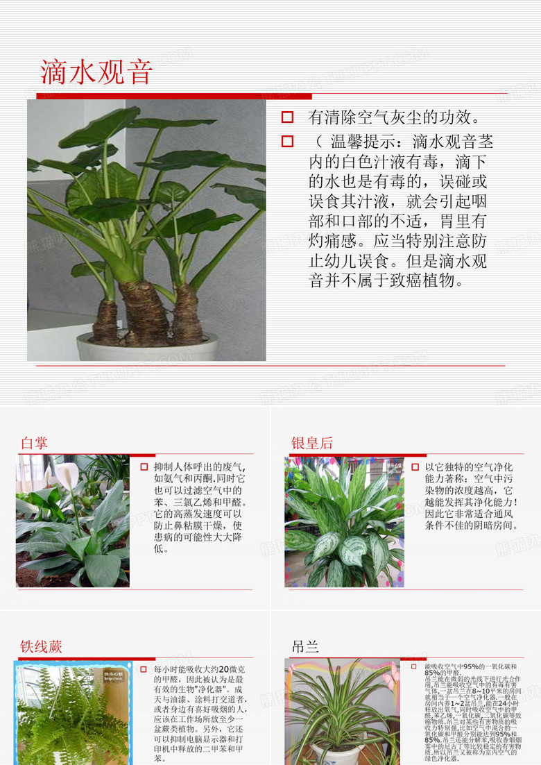 植物写生