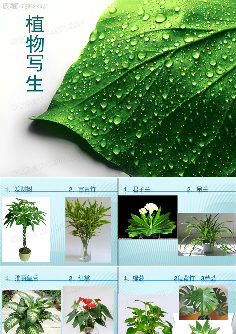 植物写生.ppt.