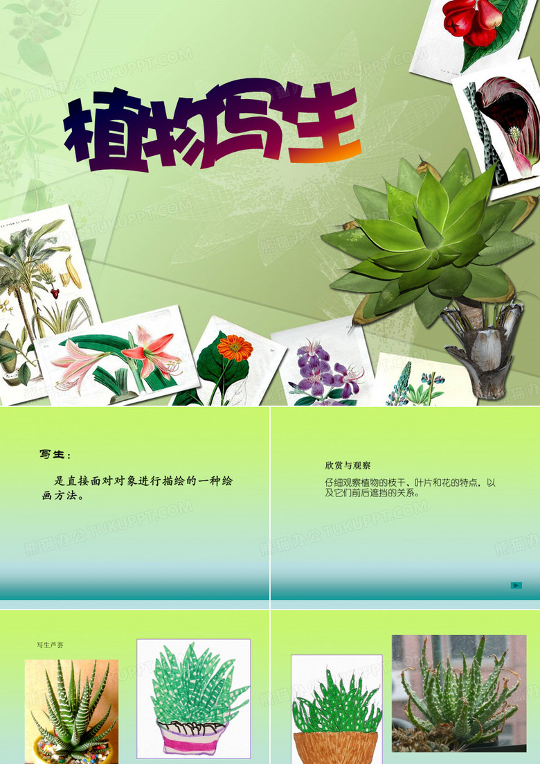 植物写生课件