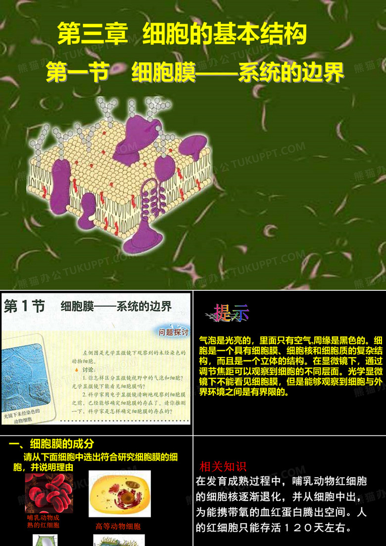 细胞膜