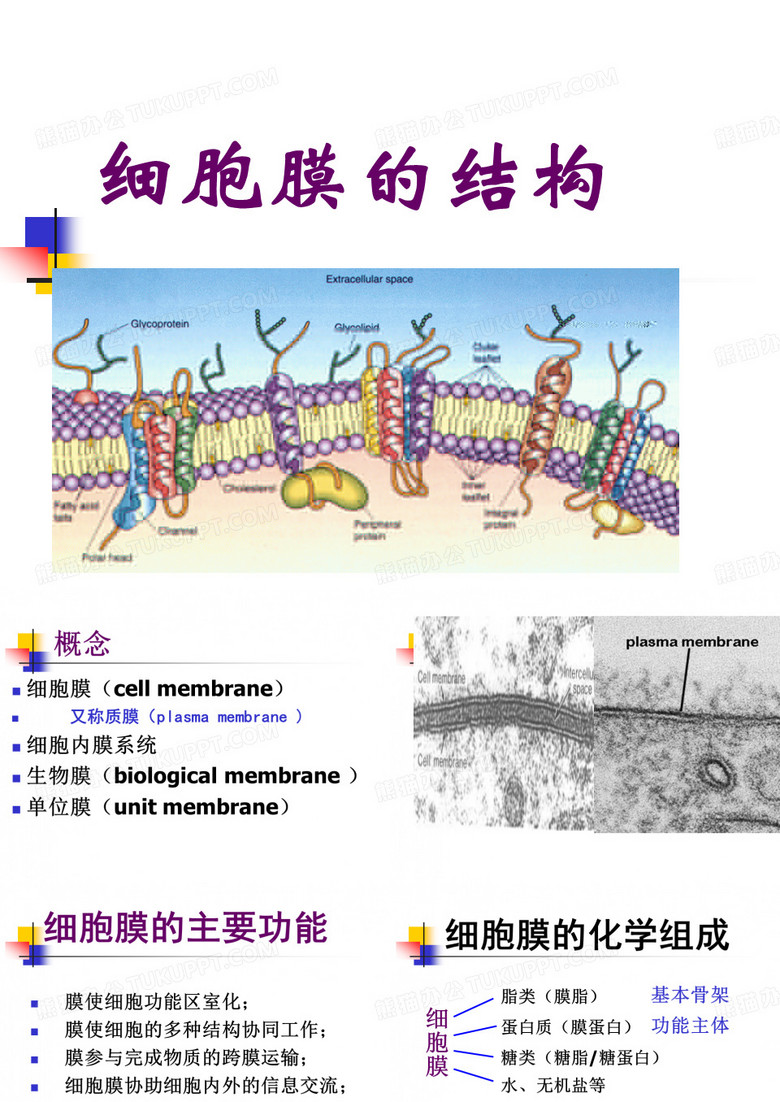 细胞膜的结构