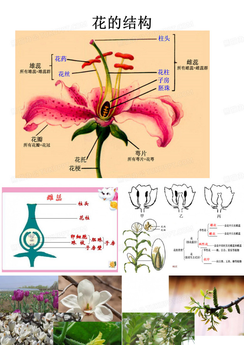 花的结构