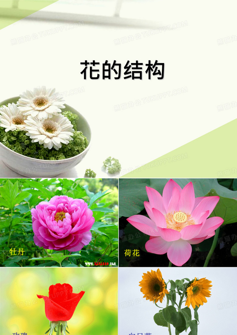 花的结构