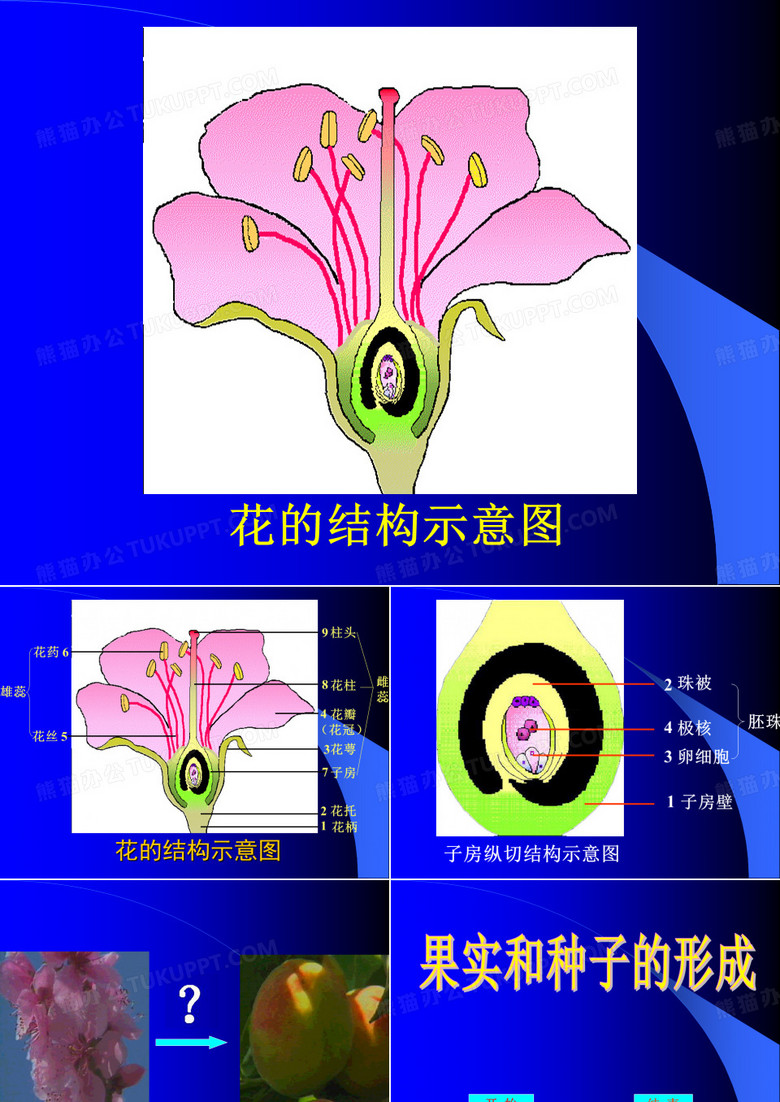 花的结构示意图