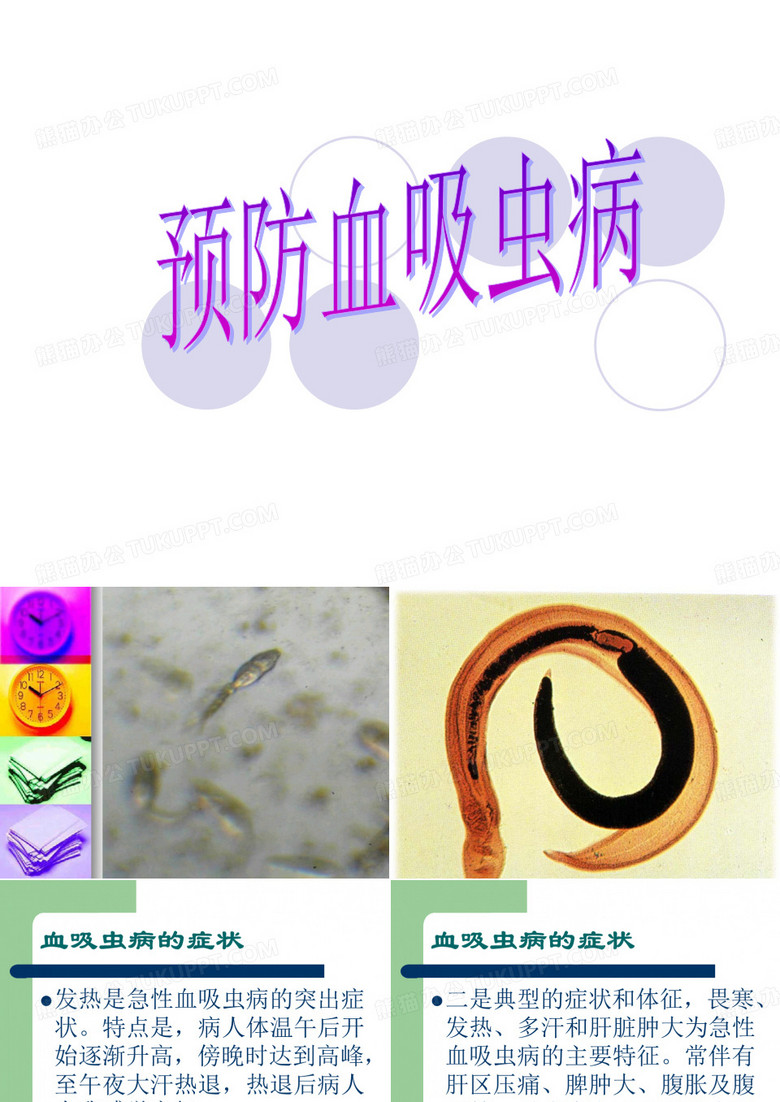 血吸虫