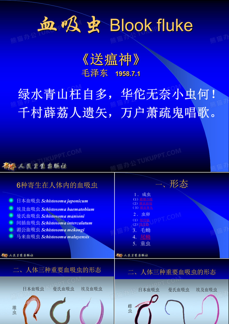日本血吸虫