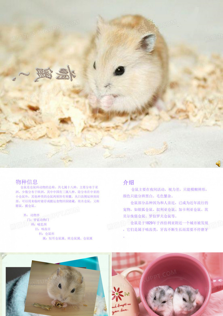 仓鼠-ppt