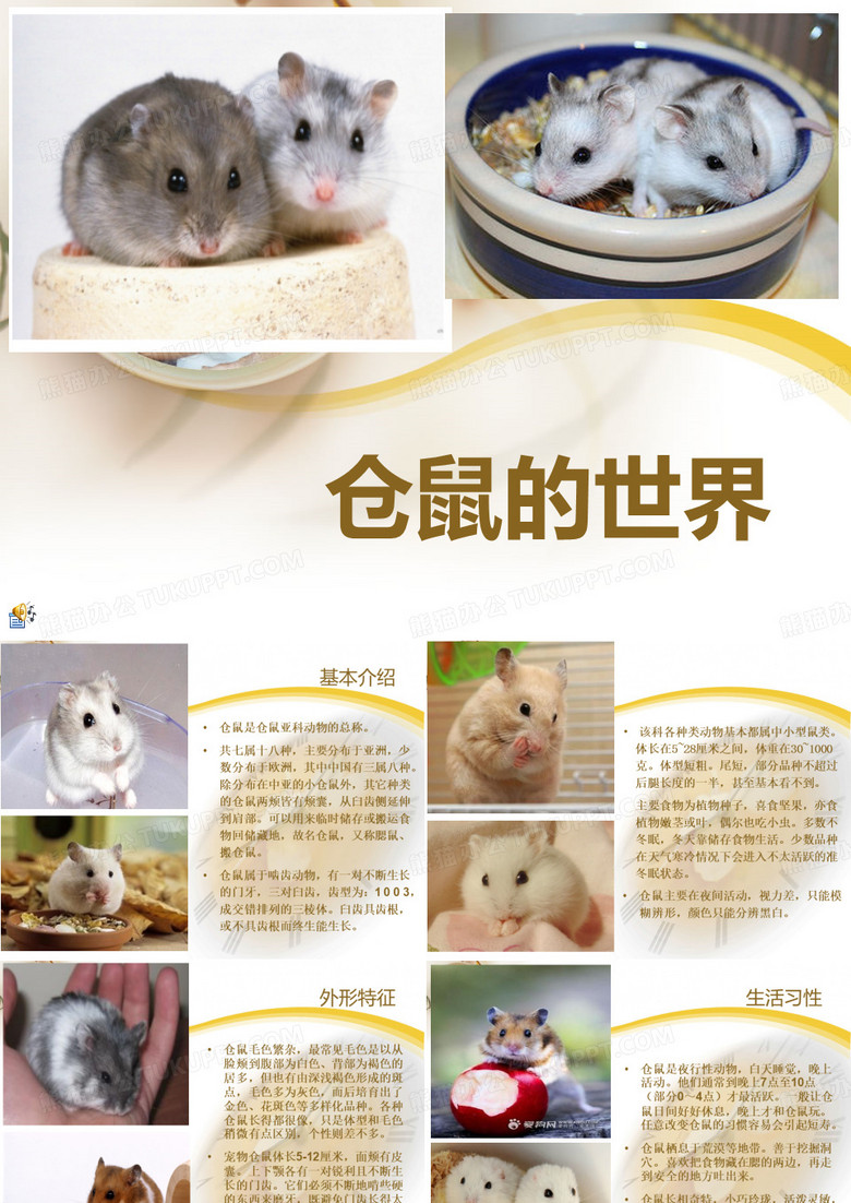仓鼠介绍
