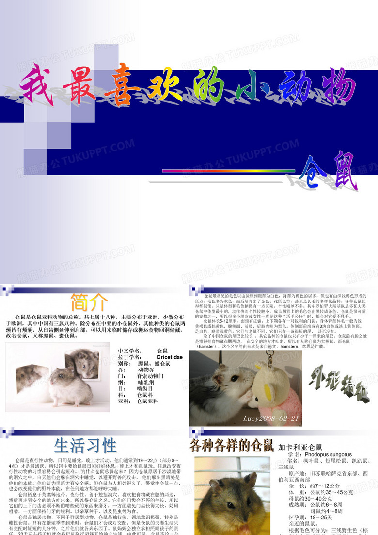 仓鼠简介