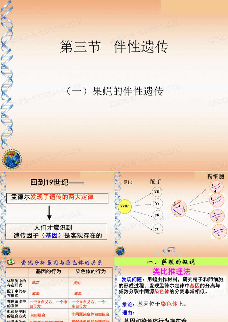 _伴性遗传_果蝇的伴性遗传解读