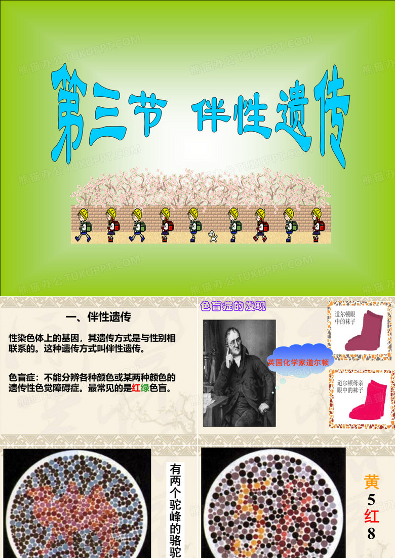 伴性遗传