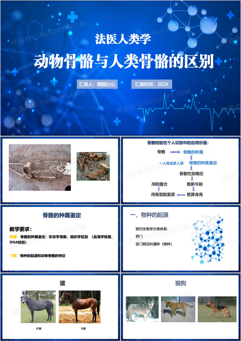 蓝色动物骨骼与人类骨骼的区别PPT模板