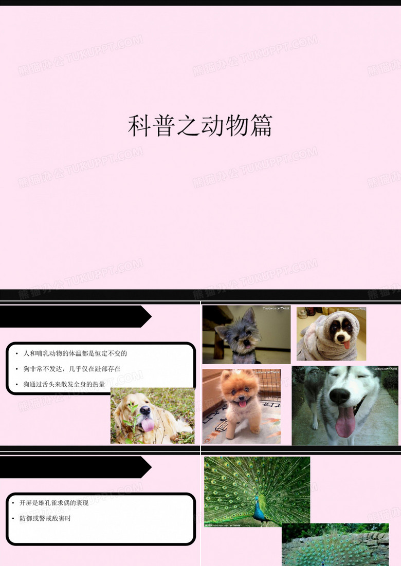 科普之动物篇全套ppt