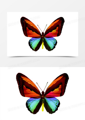 彩色蝴蝶实物高清免抠元素