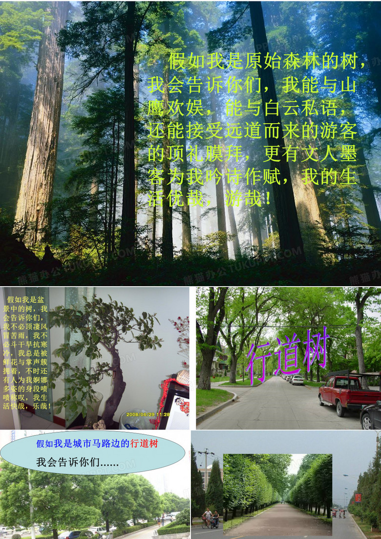 《行道树》课件