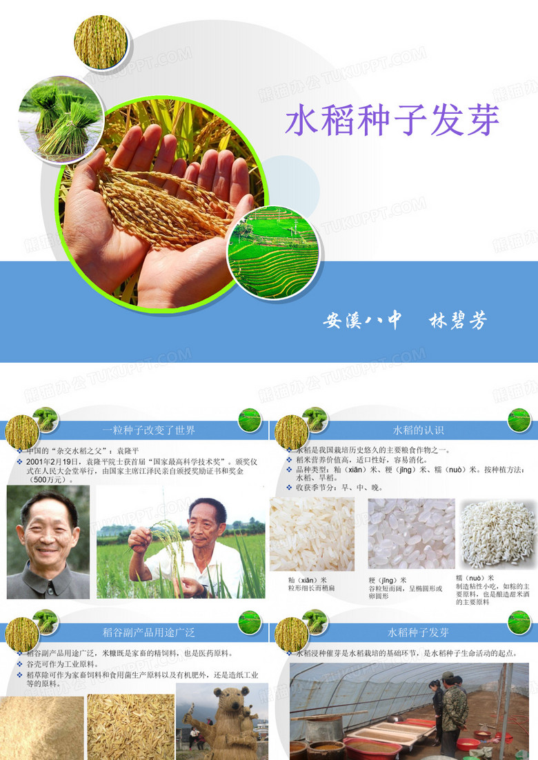 水稻种子发芽过程