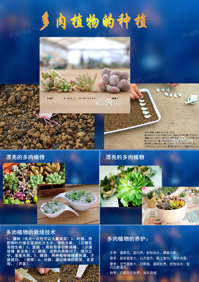 多肉植物的种植