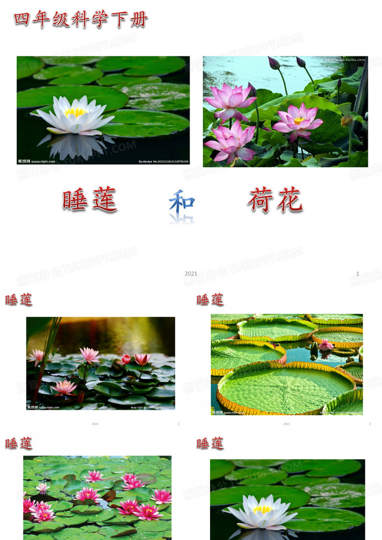 睡莲和荷花PPT课件