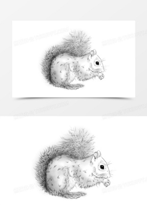 野生动物松鼠线稿元素