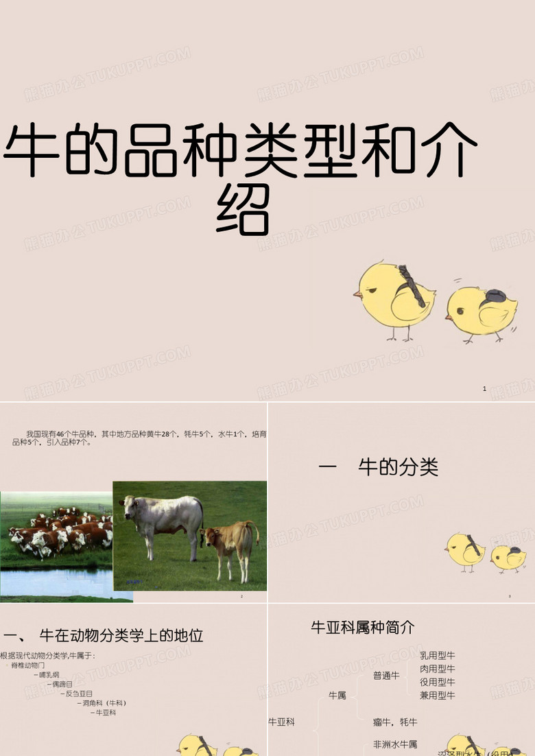 牛的品种类型和介绍