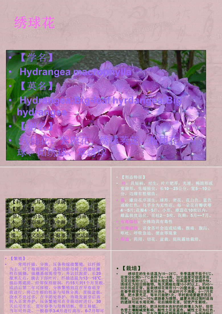 绣球花(精)
