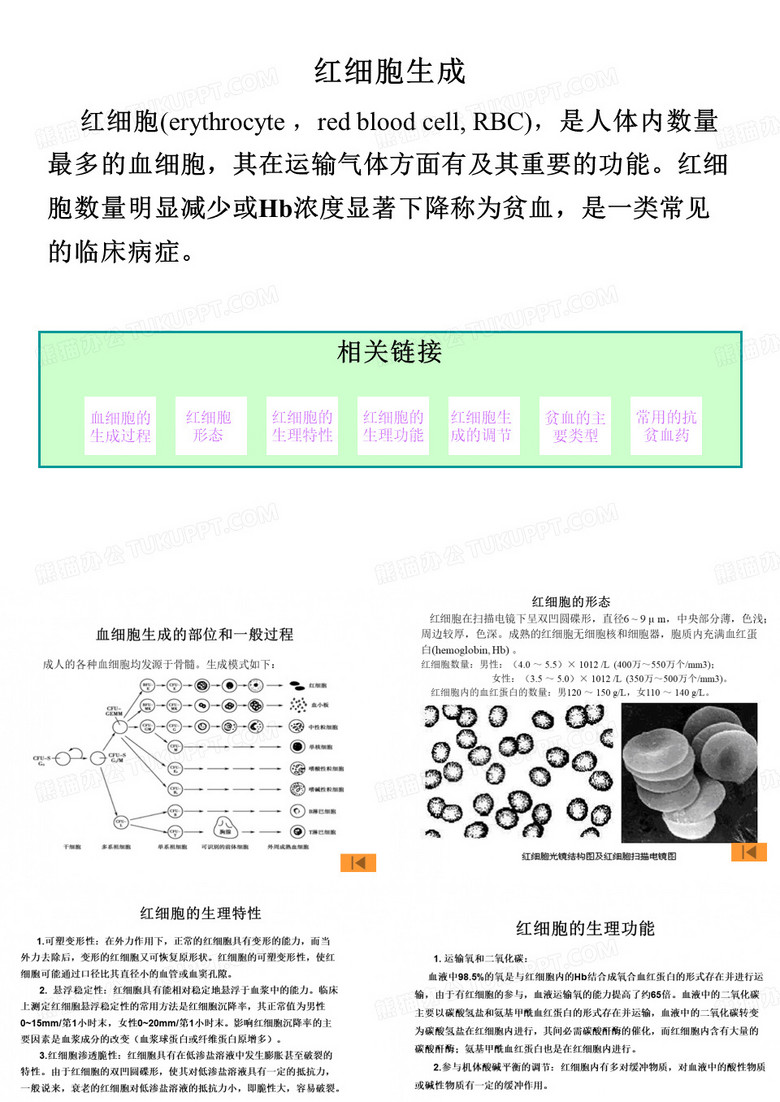 红细胞生成