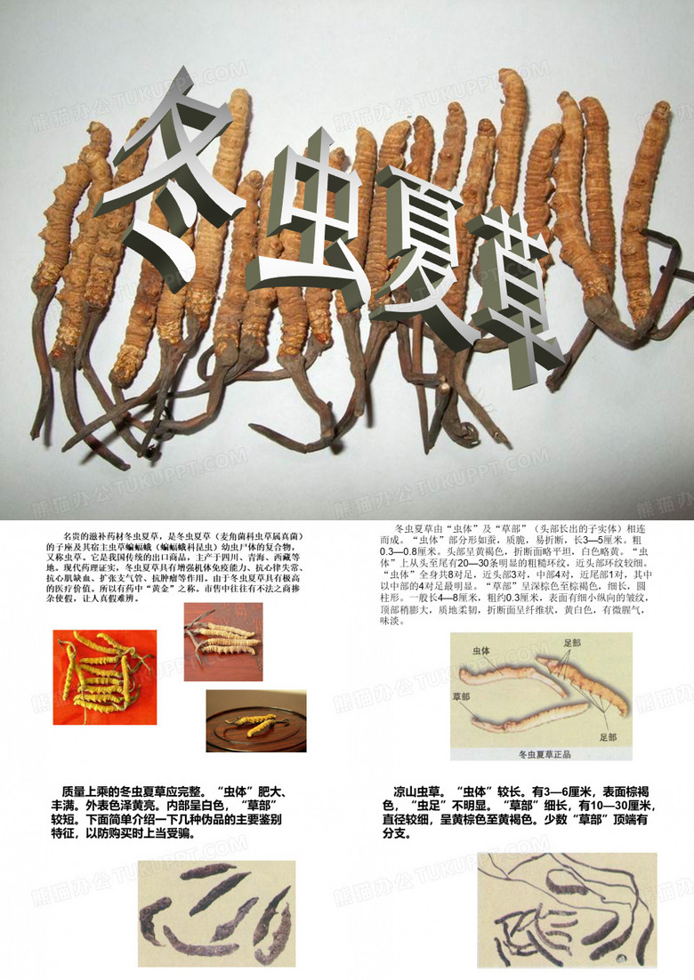 虫草1
