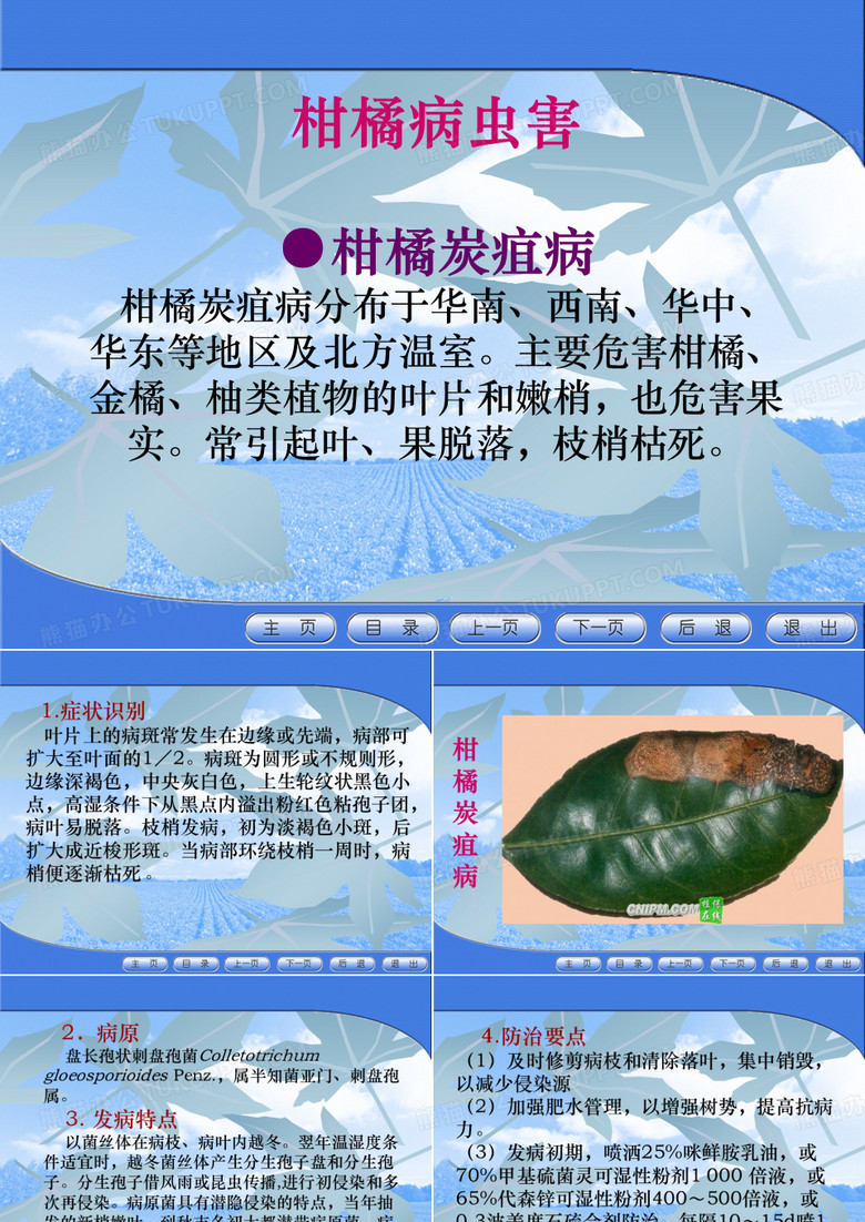 柑橘病虫害