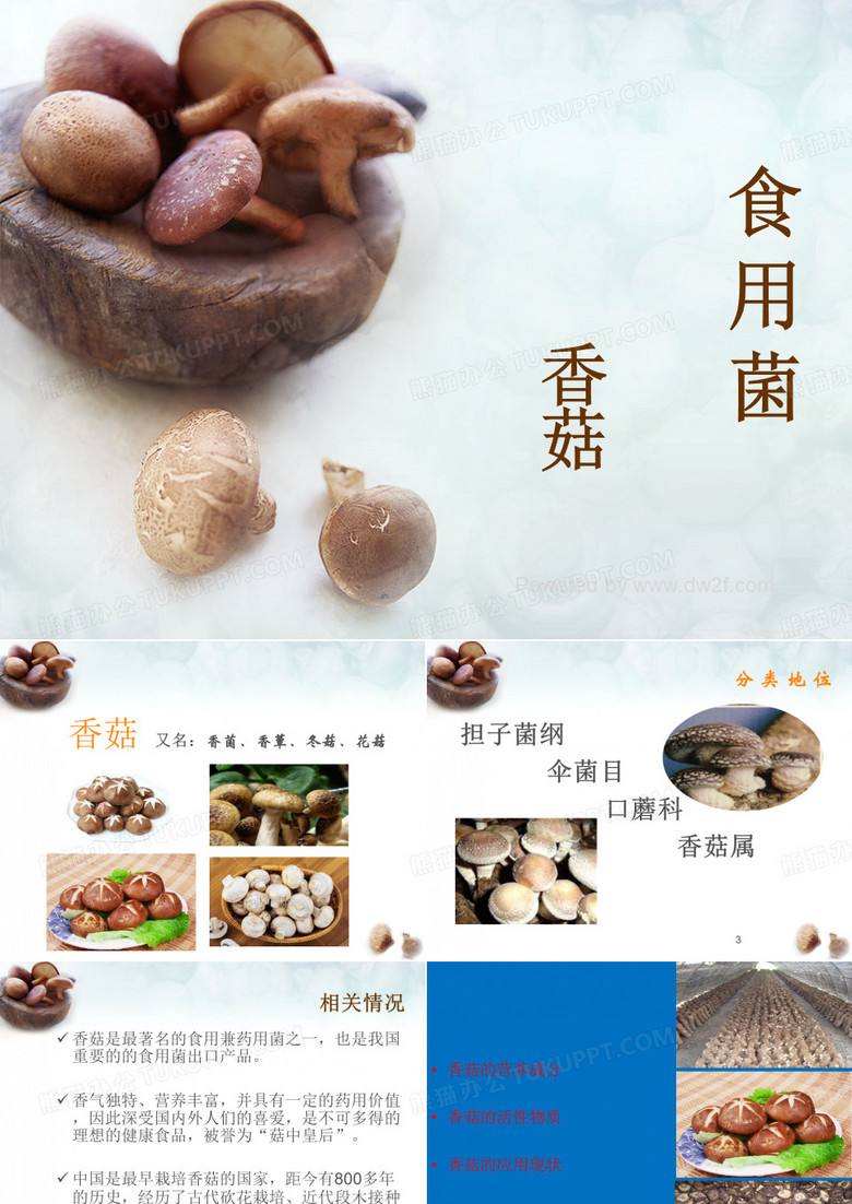 香菇ppt课件
